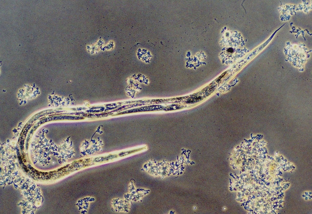Активный червь. Нематоды под микроскопом 100x. Инфузория Litonotus. Флоксовая нематода.