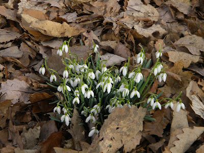snowdrops