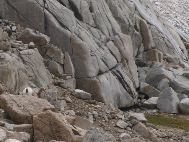 big horn sheep (ram)