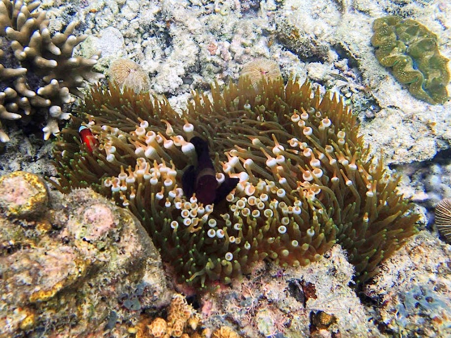 Premnas biaculeatus (Maroon Clownfish) with Entacmaea quadricolor (Bubble Anemone), Miniloc Island Resort reef, Palawan, Philippines.