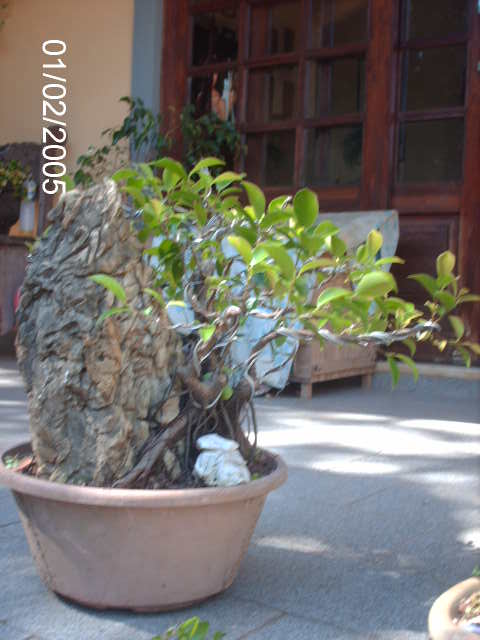 Ficus Microcarpa Começando... PICT1740