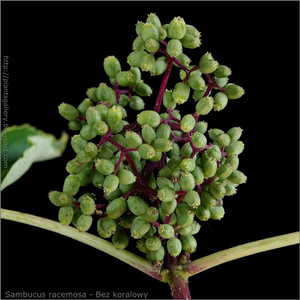 Sambucus racemosa young fruit - Bez koralowy niedojrzałe owoce