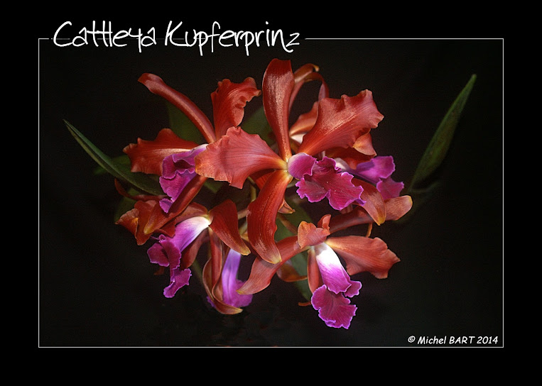 Cattleya (Lc) Kupferprinz (Kerchoveana x tenebrosa) Cattleya_Kupferprinz
