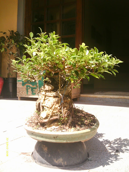 Ficus Microcarpa Tiger Bark pra reforma... - Página 2 IMAG0134