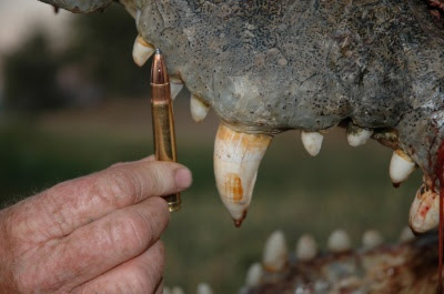 Questões e Fatos sobre Crocodilianos gigantes: Transferência de debate da comunidade Conflitos Selvagens.  - Página 2 Croc4_400