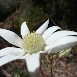 Flannel Flower (Actinotus helianthi) (346504)