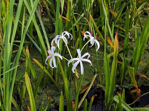 Nature Preserve «Jiggs Landing», reviews and photos, 6106 63rd St E, Bradenton, FL 34203, USA