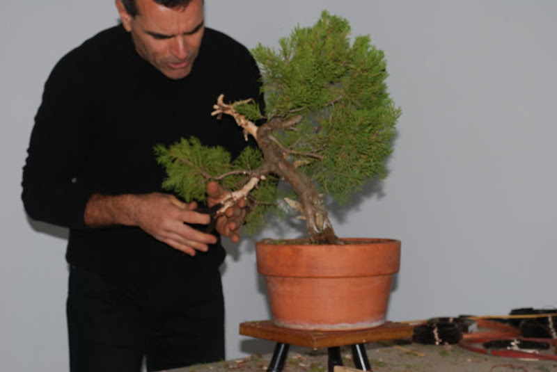 XI Exposición Invernal de bonsai de la A.S.B. Chokkan 162%252520XI%252520Exp.Inv.%252520ASBC%25252020111204%252520235