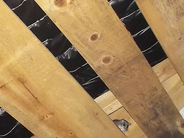 Womit Kann Man Siebenschlafer Fangen Haus Garten Forum