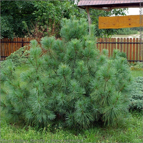 Pinus strobus 'Radiata' habit - Sosna wejmutka pokrój