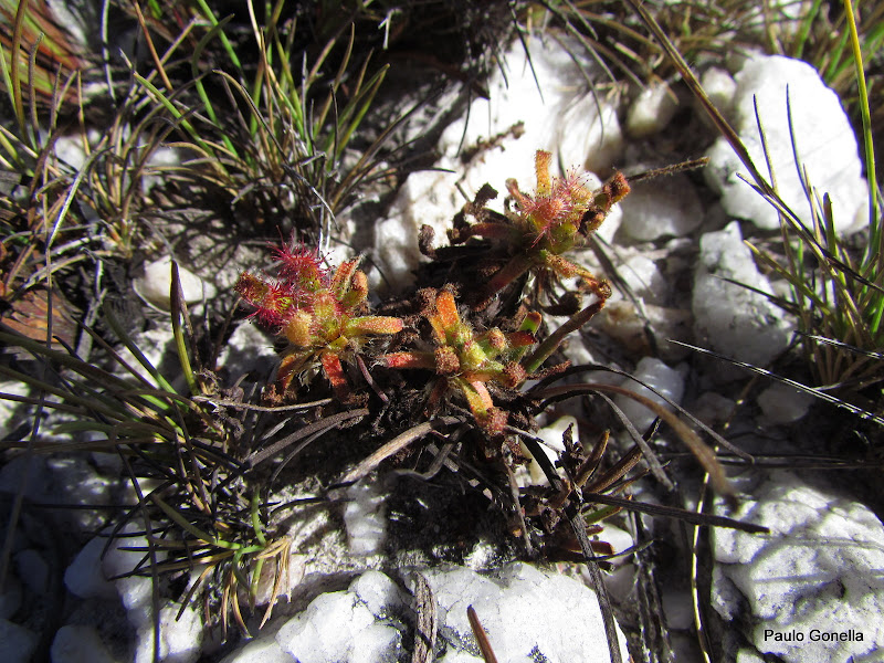 Drosera%252520quartzicola%252520%25252828%252529.JPG