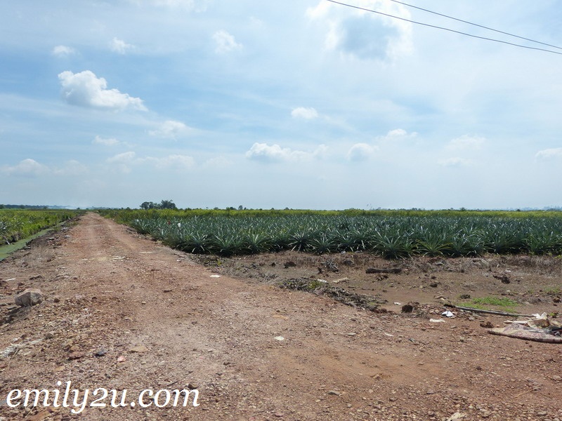 Kampung Kundang pineapple plantation