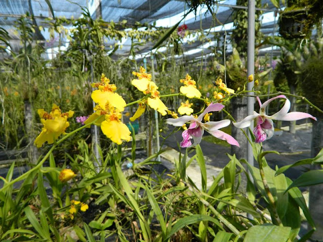 Орхидеи и прочая красота на о. Пхукет - Страница 16 DSCN0160