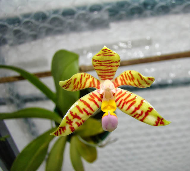 Phalaenopsis fasciata DSC00105%25281%2529