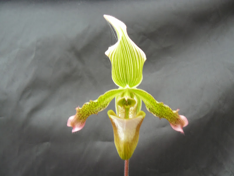 Paphiopedilum javanicum P1030911