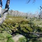 A forest of dead snow gums (263768)