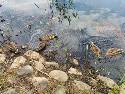 Photos of Livingston Park