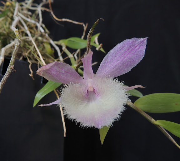Dendrobium pierardii DSCN0934