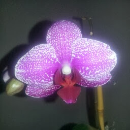 view Tracy McAllister's profile