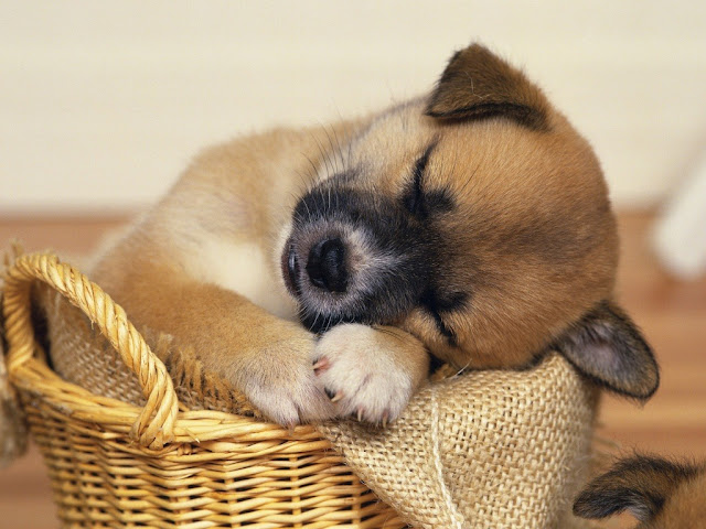 cute-puppy-wallpaper1.jpg