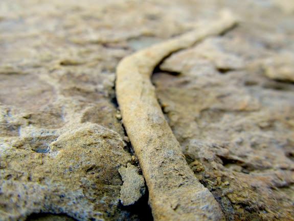 Fossilized worm burrow