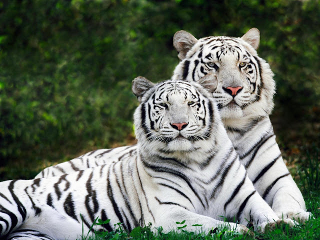 white tiger wallpaper. cute white tiger wallpaper.