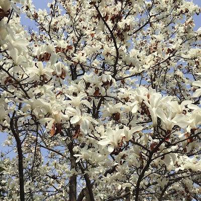 Photos of Gulin Park