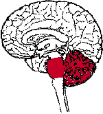 Otak Belakang (Metencephalon) | BIOLOGIPEDIA