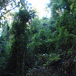 Canopy in the bush (148758)