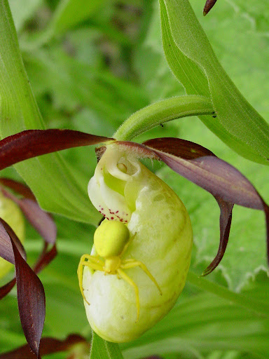 Mes cypripediums en 2012 DSC09768b