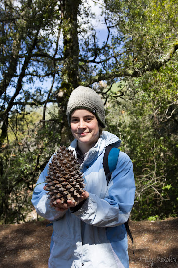 Coulter Pine cones