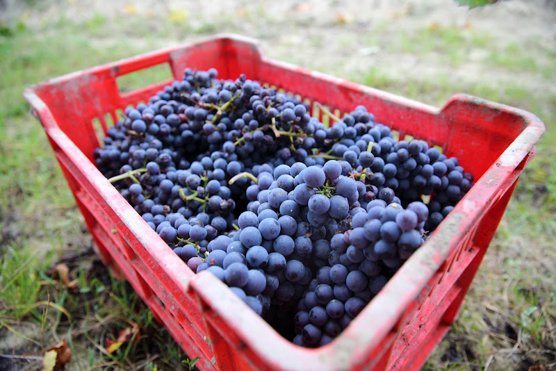 Main image of Azienda Agricola Rocca Giovanni