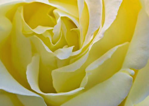 Yellow Rose For Texas Solomon Luciferian Molock And The Papal Of The El