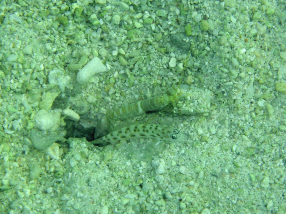 Ctenogobiops feroculus (Sandy Shrimp-goby) and Pistol Shrimp, Aitutaki.