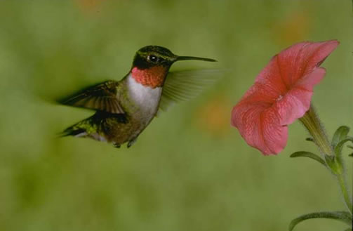 Ruby-throated Hummingbird