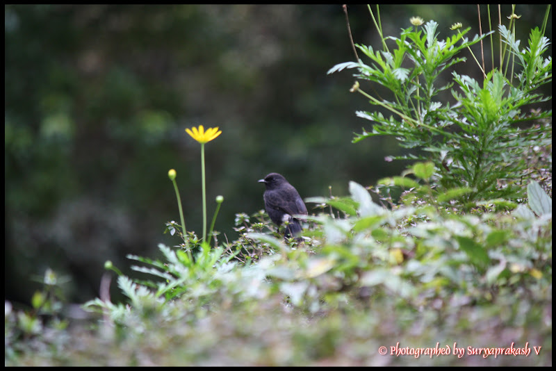 Coonoor Chronicles IMG_9077