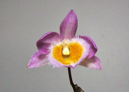 Dendrobium loddigesii P1370592