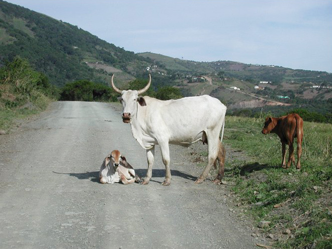 koeien op de weg, Zuid Afrika