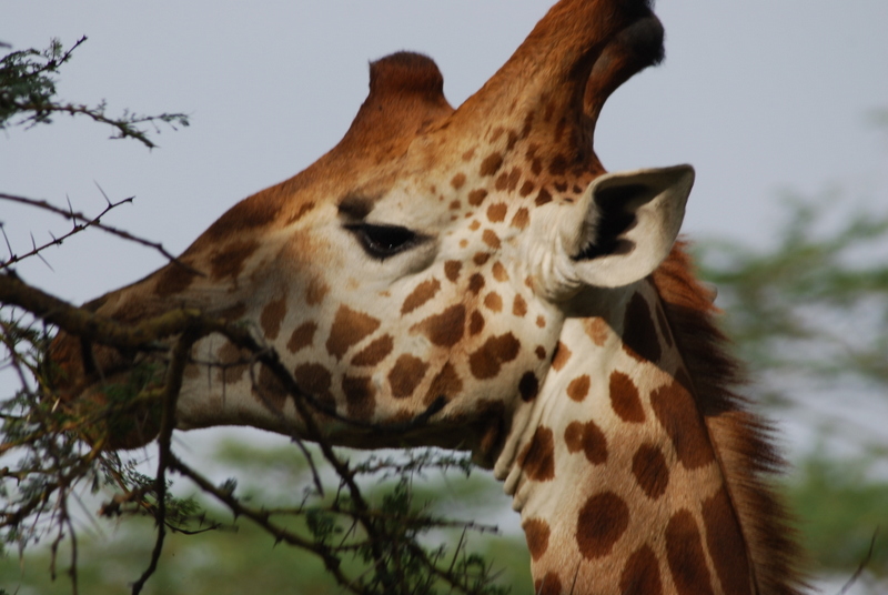 El zoo más grande del mundo - Kenya (2009) - Blogs de Kenia - Lagos Nakuru y Bogoria (30 de junio-1 de julio de 2009) (13)