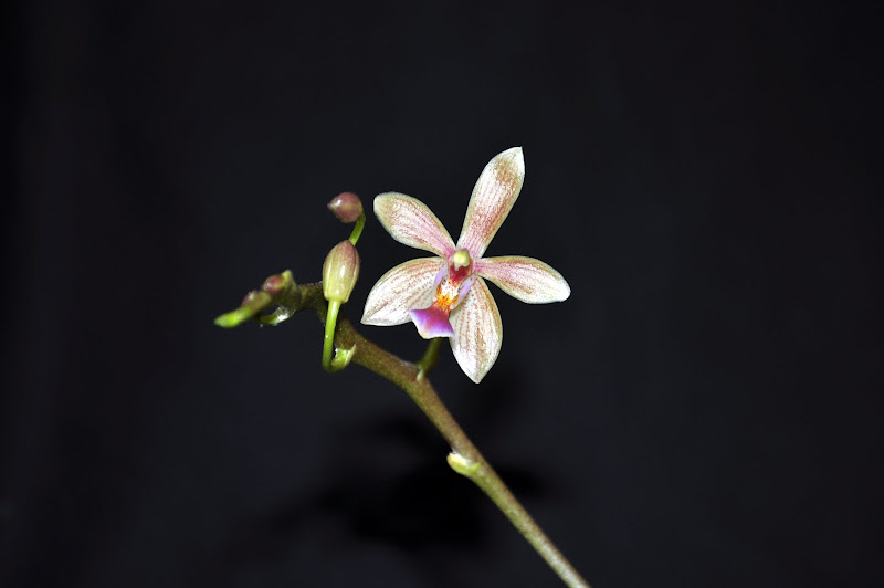 Phalaenopsis equestris x phalaenopsis cornu cervi alba DSC_0017