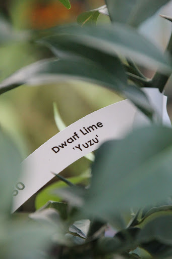 Yuzu Lime