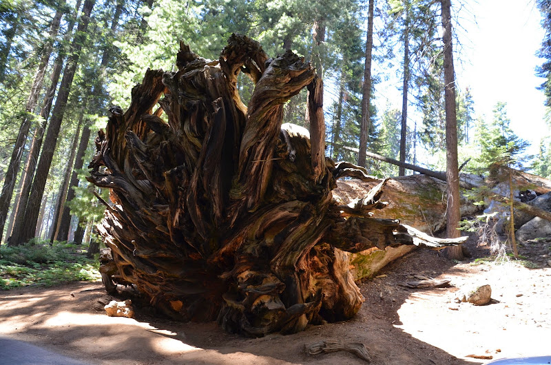 sequoia park