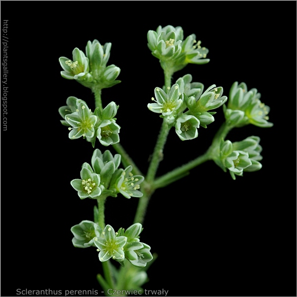 Scleranthus perennis inflorescence - Czerwiec trwały kwiatostan
