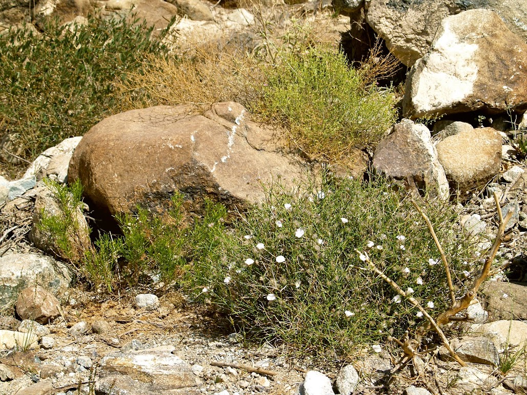Wadi al Helo