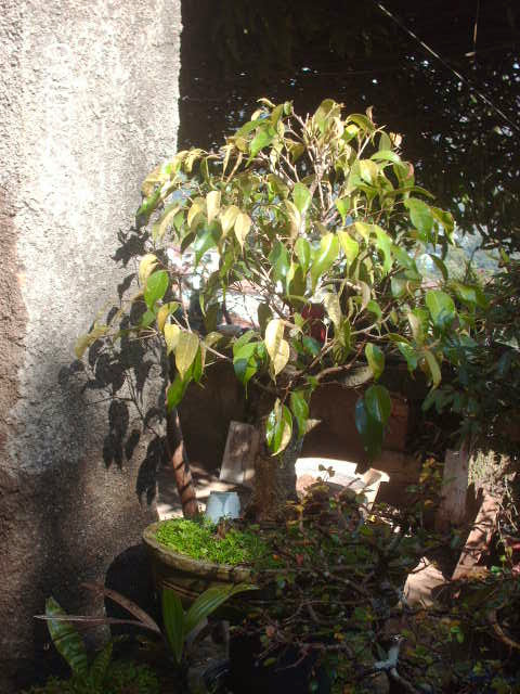 Ficus Benjamina... PICT0862