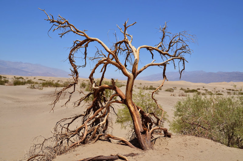 mesquite sand dunes