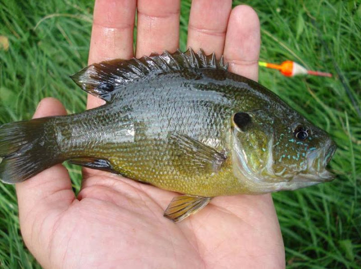 Wisconsin sunfish list complete - Sunfishes and Basses - NANFA Forum