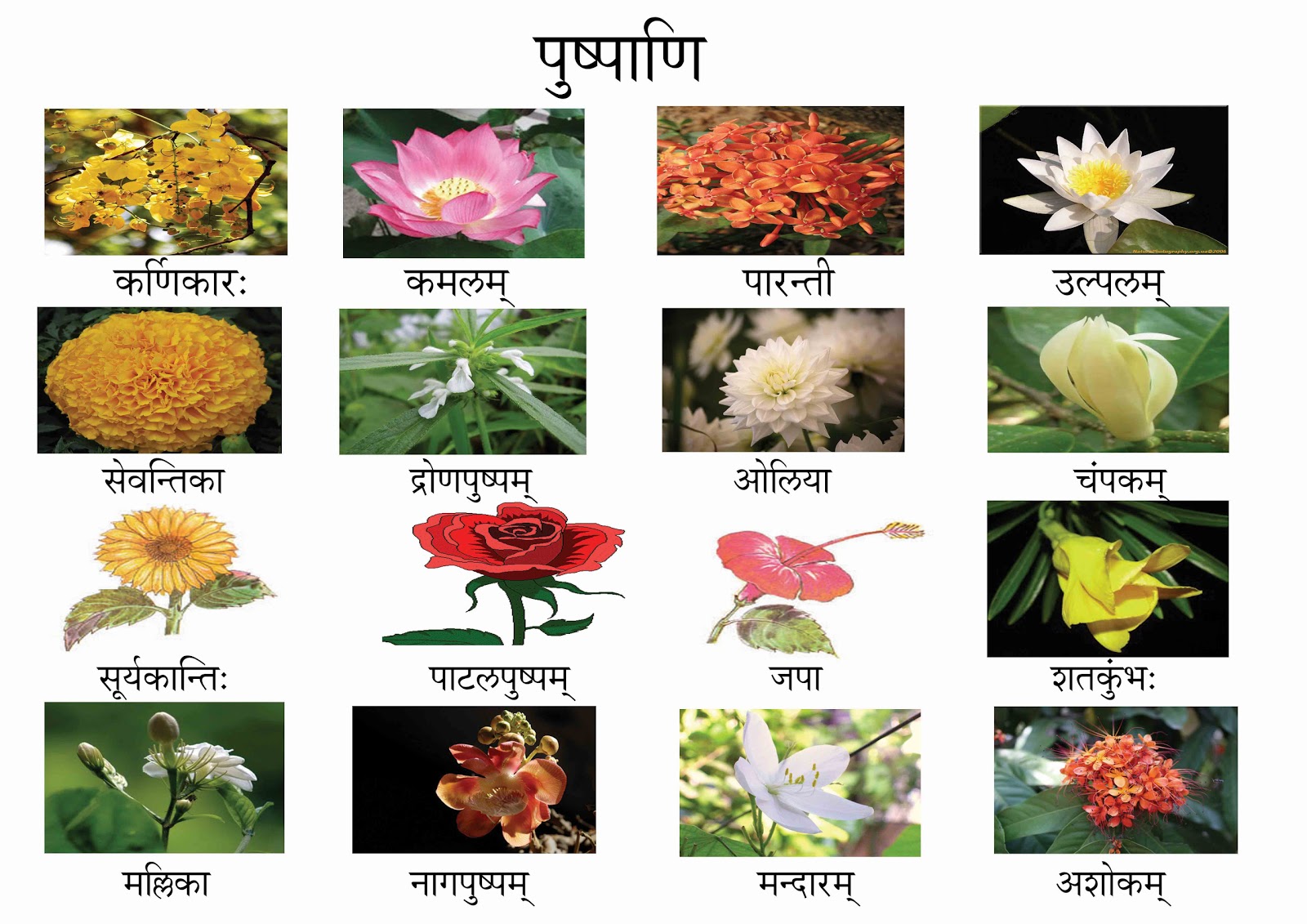 All Flowers Name In English With Pictures