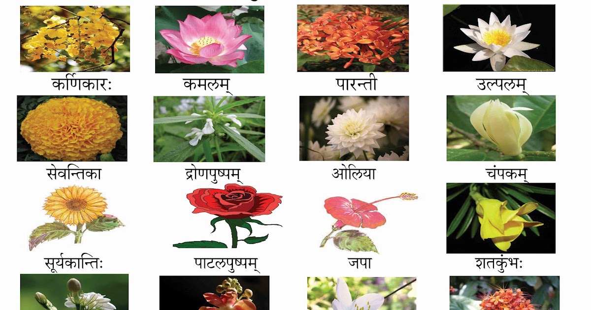 संस्कृतसंजीवनी: FLOWERS NAMES IN SANSKRIT