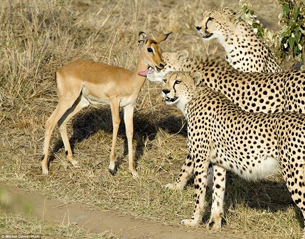3 cheetahs and a young impala deer - Unusual photograph by Michel Denis-Huot